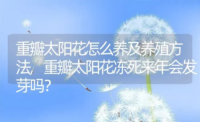 重瓣太阳花怎么养及养殖方法,重瓣太阳花冻死来年会发芽吗？ | 养殖科普