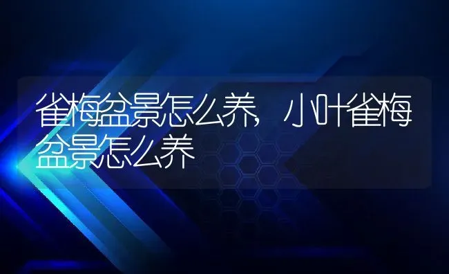 雀梅盆景怎么养,小叶雀梅盆景怎么养 | 养殖科普