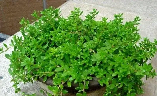 垂盆草怎么吃,垂盆草怎么吃？