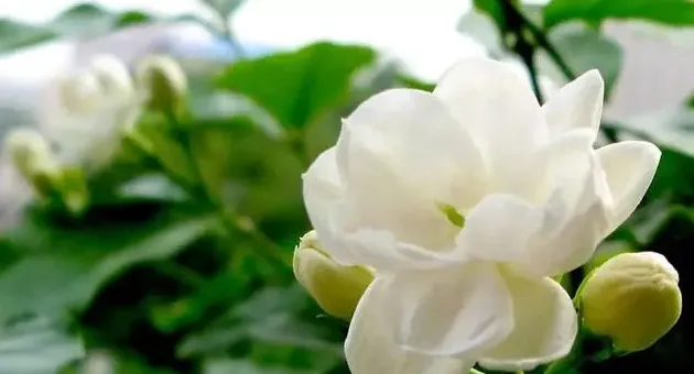 茉莉花简介,介绍一下江苏民歌茉莉花？