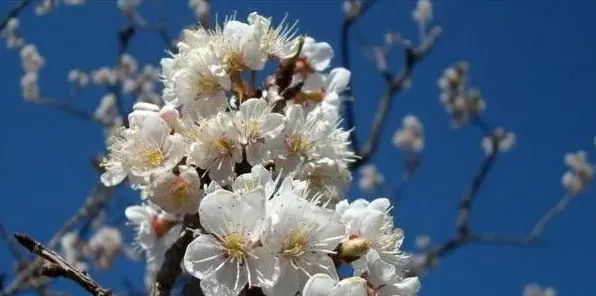 樱桃花有没有红色的 | 生活常识