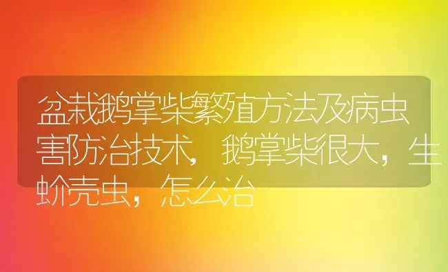 盆栽鹅掌柴繁殖方法及病虫害防治技术,鹅掌柴很大，生蚧壳虫，怎么治 | 养殖学堂