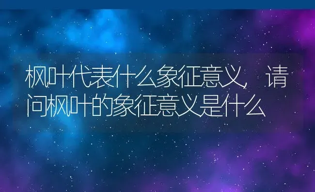 枫叶代表什么象征意义,请问枫叶的象征意义是什么 | 养殖学堂