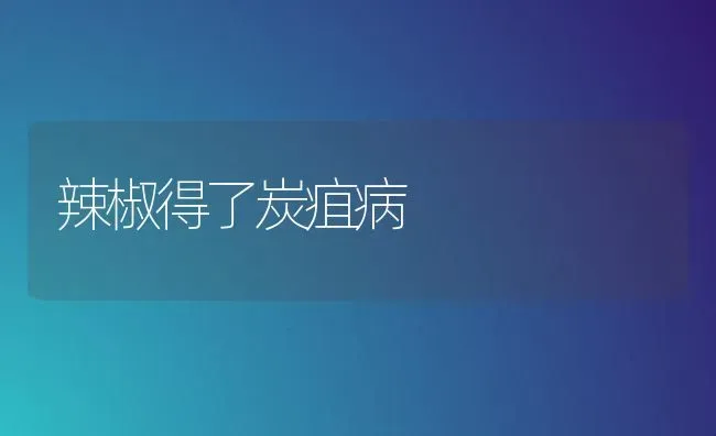 辣椒得了炭疽病 | 养殖技术大全