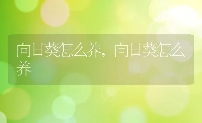 向日葵怎么养,向日葵怎么养 | 养殖科普