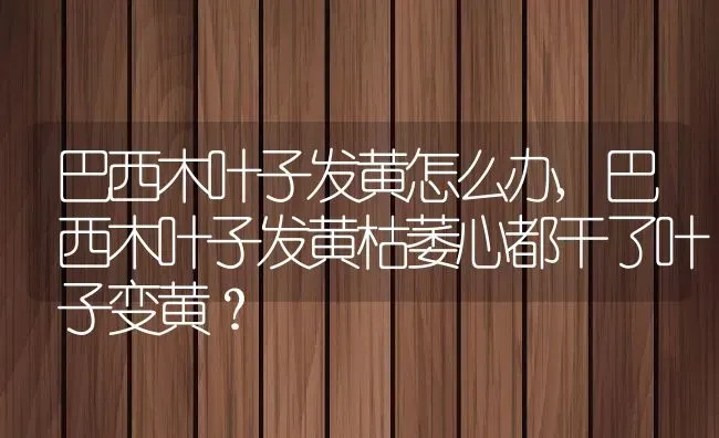 巴西木叶子发黄怎么办,巴西木叶子发黄枯萎心都干了叶子变黄？ | 养殖科普