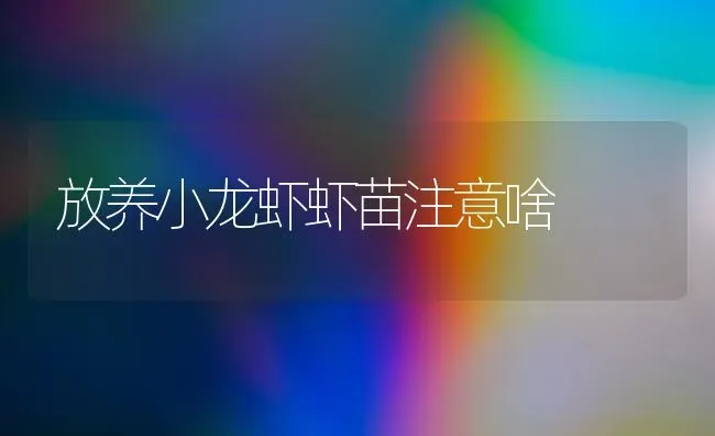 放养小龙虾虾苗注意啥 | 养殖技术大全