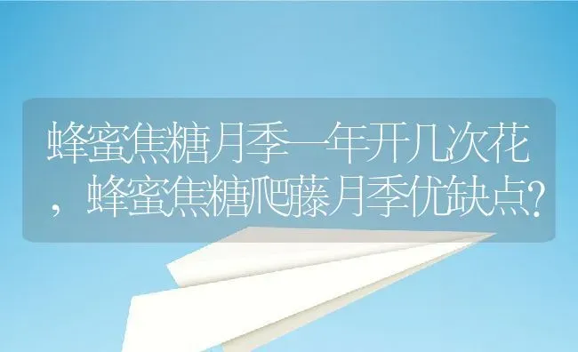 蜂蜜焦糖月季一年开几次花,蜂蜜焦糖爬藤月季优缺点？ | 养殖科普