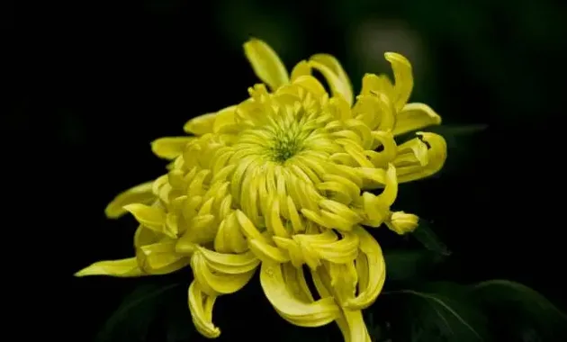 菊花怎么养才能养好,菊花养殖前景和注意事项？