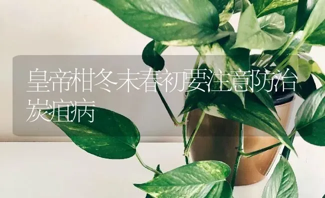 皇帝柑冬末春初要注意防治炭疽病 | 养殖技术大全