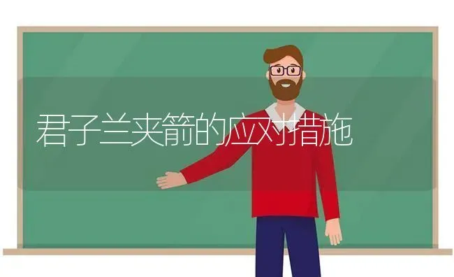 君子兰夹箭的应对措施 | 养殖知识