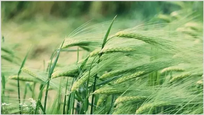 青稞种植技术 | 生活常识