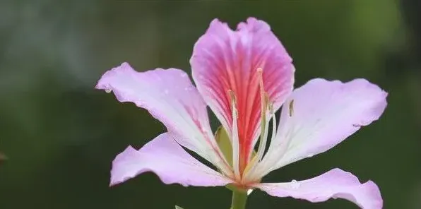 紫荆花冬天会开吗 | 妙招大全