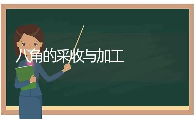 八角的采收与加工 | 养殖知识