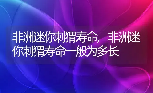 非洲迷你刺猬寿命,非洲迷你刺猬寿命一般为多长 | 养殖学堂