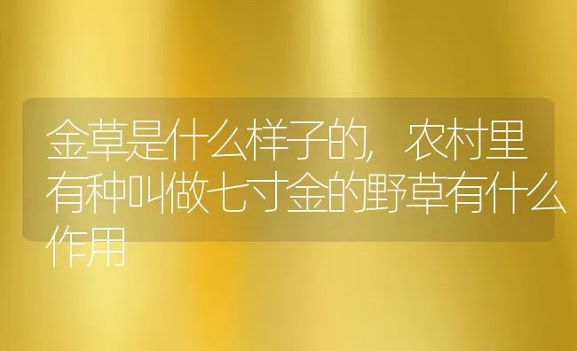 金草是什么样子的,农村里有种叫做七寸金的野草有什么作用 | 养殖学堂