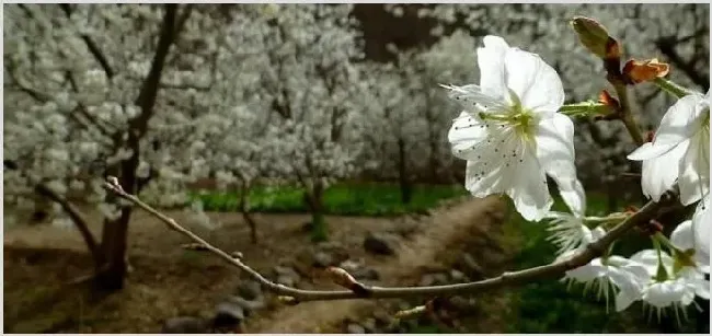 樱桃花有没有红色的 | 生活常识