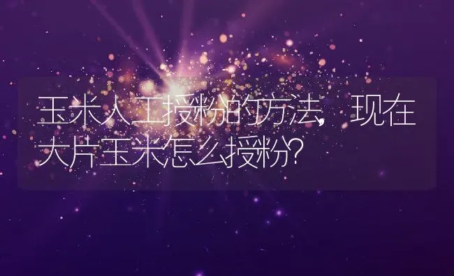 玉米人工授粉的方法,现在大片玉米怎么授粉？ | 养殖科普