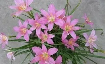 葱兰与韭兰的区别,葱兰韭兰种植方法？