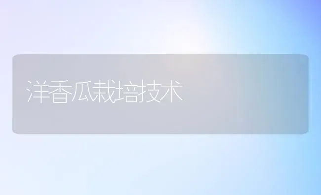 洋香瓜栽培技术 | 养殖知识