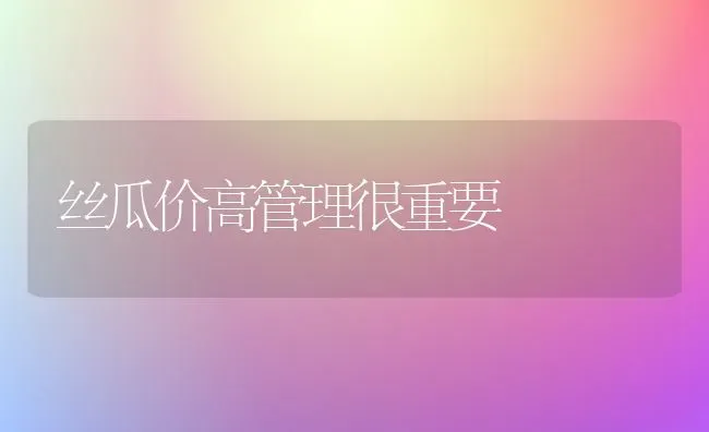 丝瓜价高管理很重要 | 养殖知识