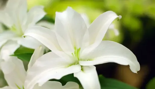 百合花长什么样,百合花是什么样子的不少于80字？