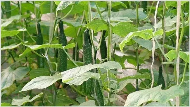 黄瓜摘叶时间及方法 | 三农知识
