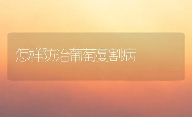 丝瓜霜霉病的防治 | 养殖技术大全