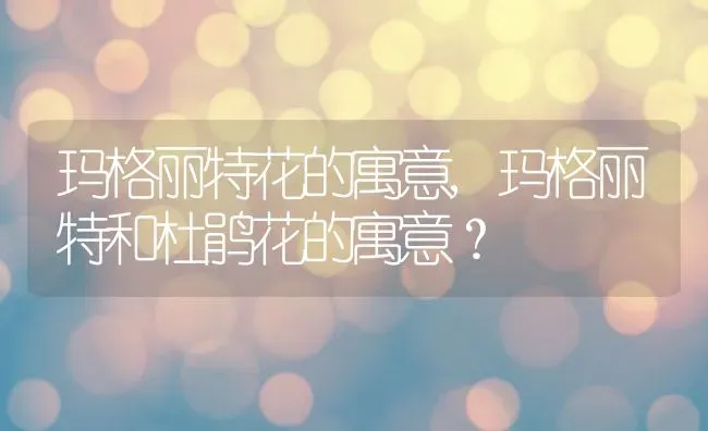 玛格丽特花的寓意,玛格丽特和杜鹃花的寓意？ | 养殖科普