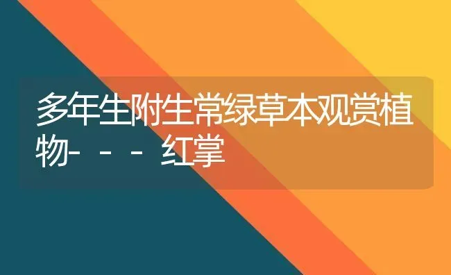 多年生附生常绿草本观赏植物---红掌 | 养殖技术大全