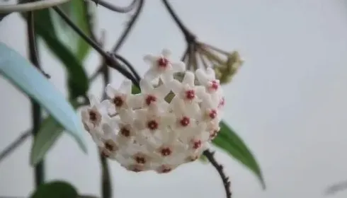 球兰怎么养才能更旺盛,球兰怎么长的快？