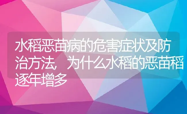 水稻恶苗病的危害症状及防治方法,为什么水稻的恶苗稻逐年增多 | 养殖学堂