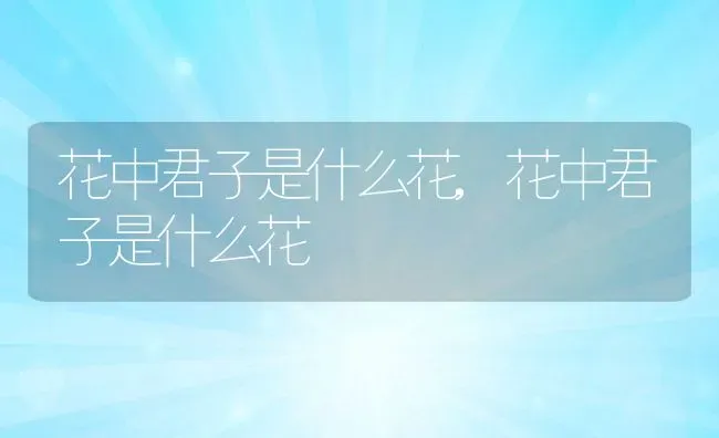 花中君子是什么花,花中君子是什么花 | 养殖科普