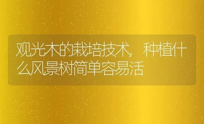 观光木的栽培技术,种植什么风景树简单容易活 | 养殖学堂