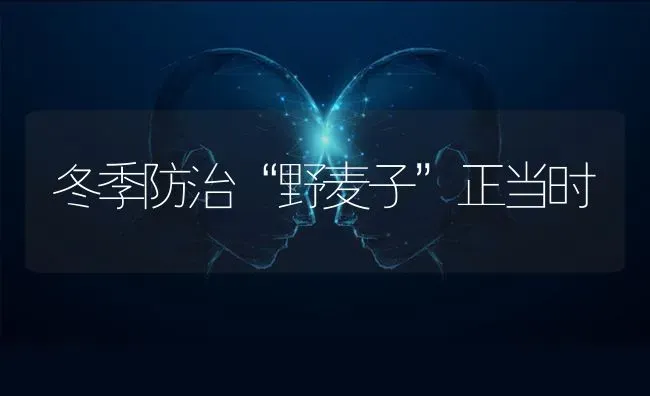 冬季防治“野麦子”正当时 | 养殖技术大全