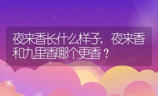 夜来香长什么样子,夜来香和九里香哪个更香？ | 养殖科普