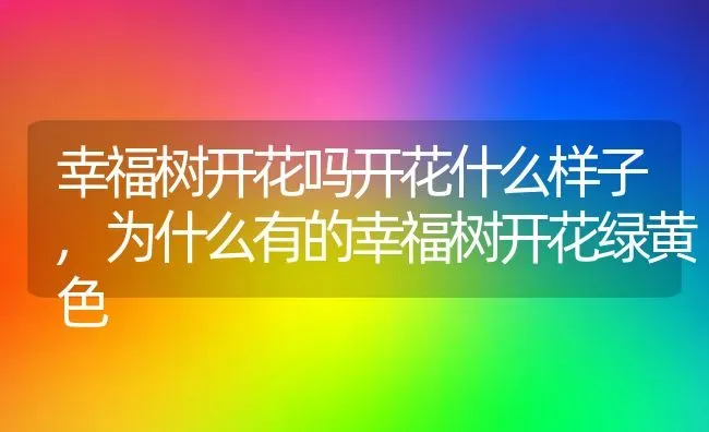 幸福树开花吗开花什么样子,为什么有的幸福树开花绿黄色 | 养殖学堂