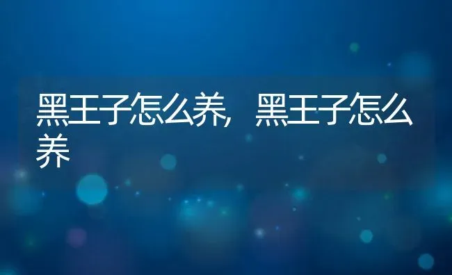 黑王子怎么养,黑王子怎么养 | 养殖科普