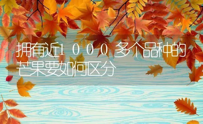 拥有近1000多个品种的芒果要如何区分 | 养殖学堂