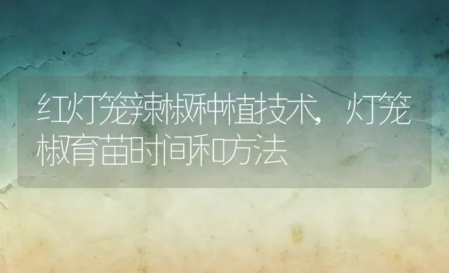 红灯笼辣椒种植技术,灯笼椒育苗时间和方法 | 养殖学堂