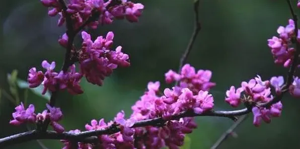 紫荆花有香味吗 | 生活常识