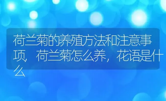 荷兰菊的养殖方法和注意事项,荷兰菊怎么养，花语是什么 | 养殖学堂