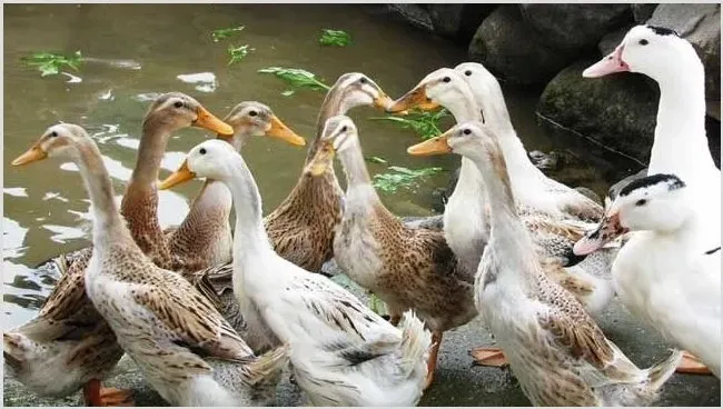 鸭子的野生植物饲料 | 生活妙招