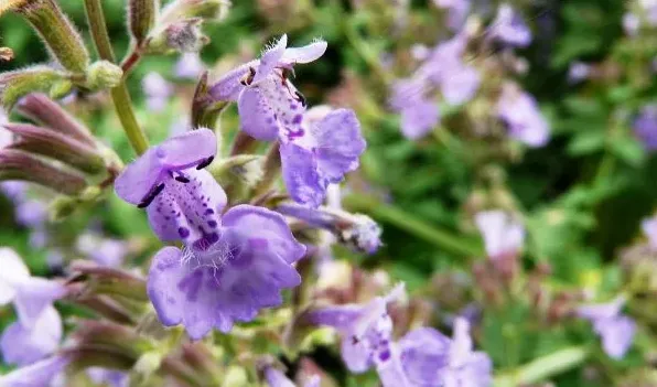 荆芥就是猫薄荷吗 | 生活常识