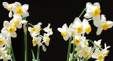 葱兰与韭兰的区别,葱兰韭兰种植方法？