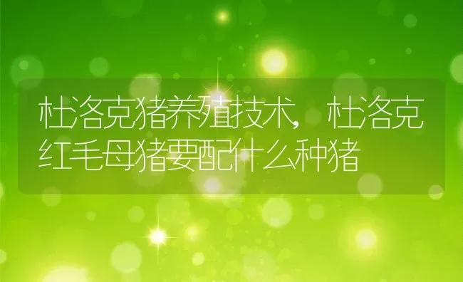 杜洛克猪养殖技术,杜洛克红毛母猪要配什么种猪 | 养殖学堂