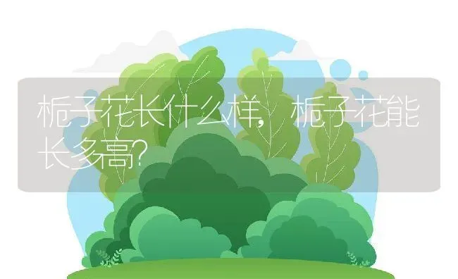 栀子花长什么样,栀子花能长多高？ | 养殖学堂