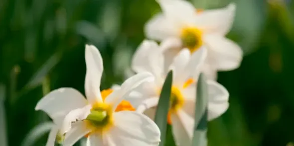 关于水仙花的诗句,水仙花的古诗？
