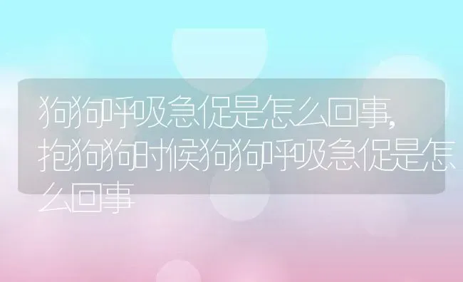 狗狗呼吸急促是怎么回事,抱狗狗时候狗狗呼吸急促是怎么回事 | 养殖科普