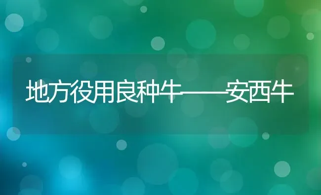 地方役用良种牛——安西牛 | 养殖知识